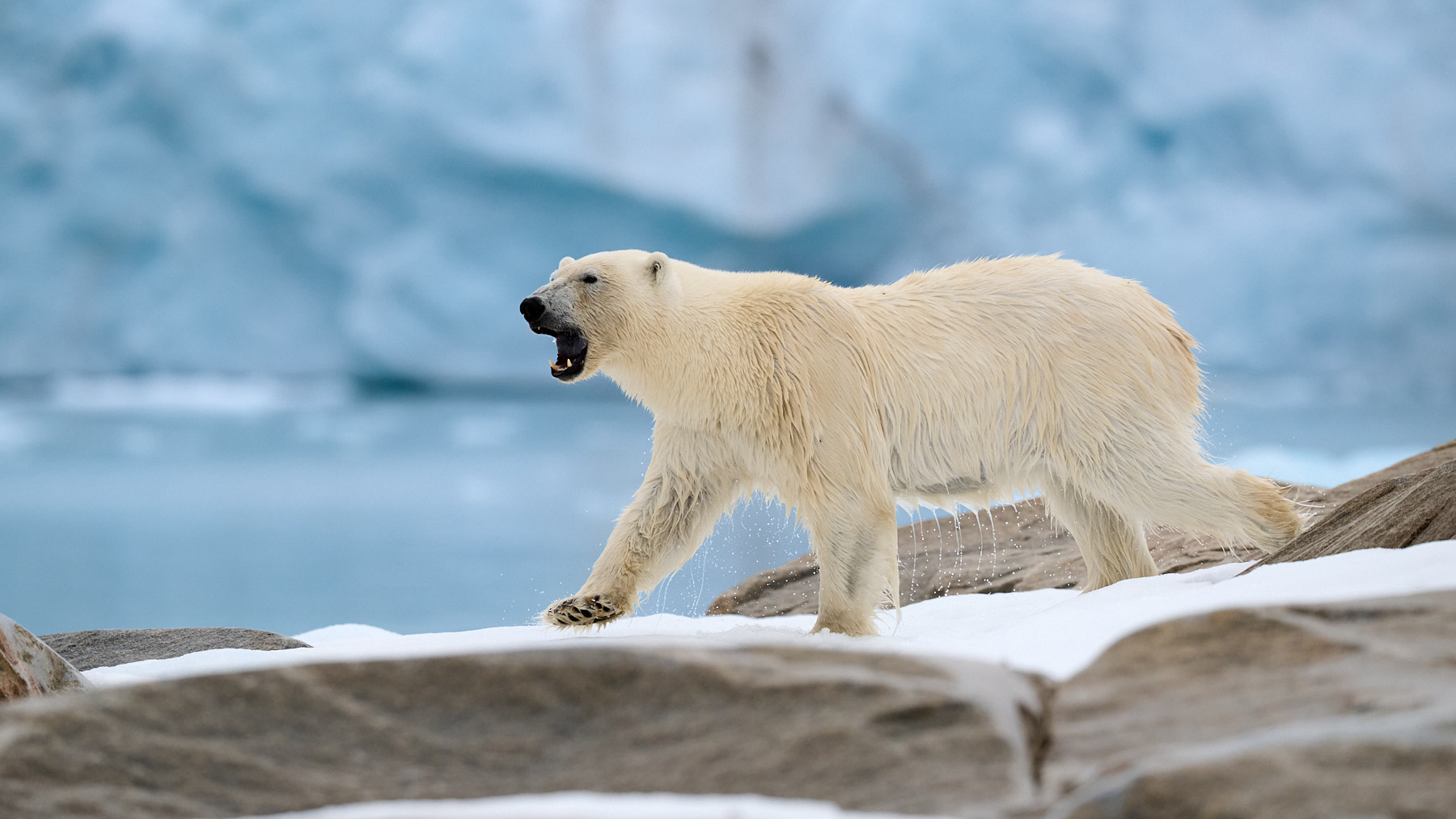 More information about "La Z9 nell’artico alla ricerca dell’orso polare."