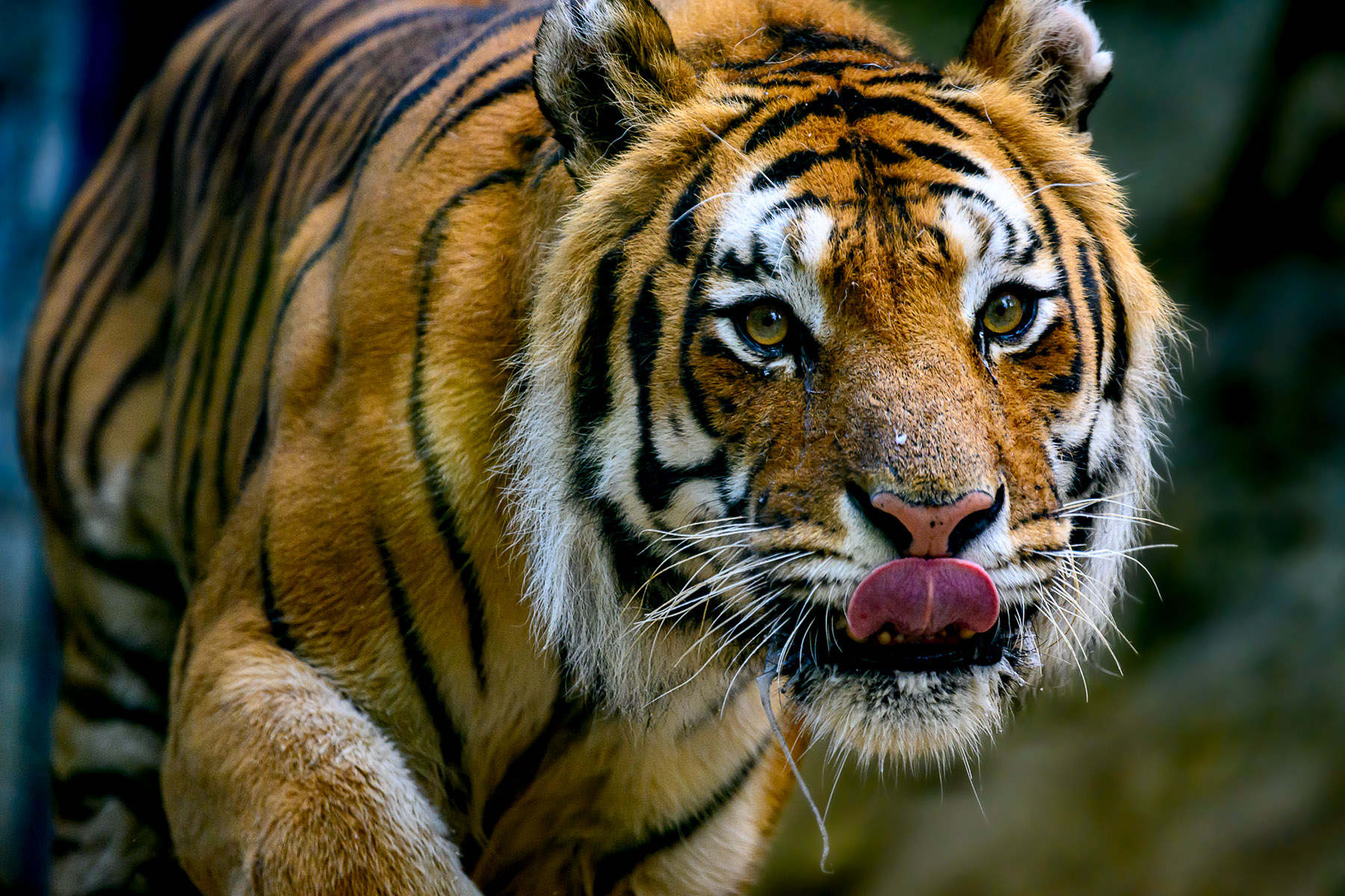 More information about "Nikkor Z 400mm f/4.5 S VR : quando dire game changer non è più un luogo comune"
