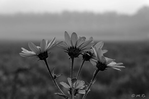 Fiori in Bianco e Nero