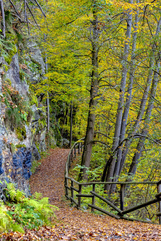 Walking in to the woods