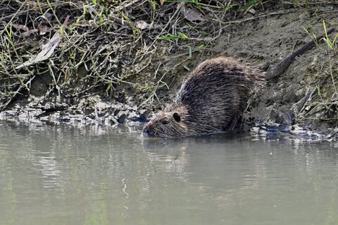 Nutria