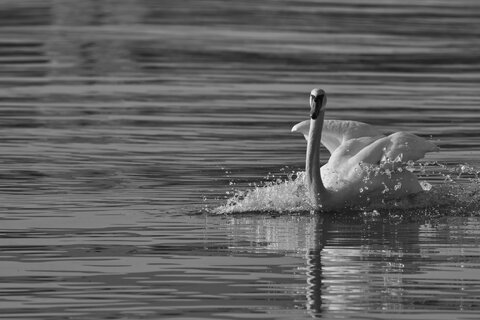 Navigare necesse est.