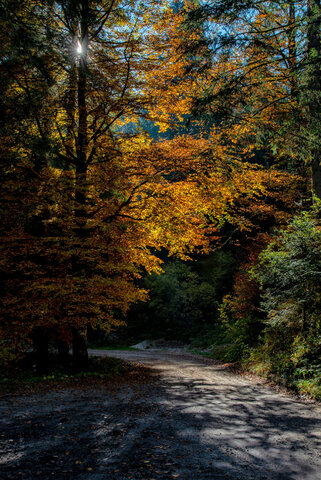 Autunno in Val Noana
