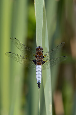 Libellula fulva maschio