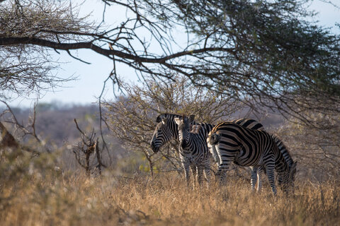 Zebre in Sudafrica