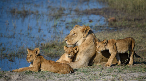 Giovani leoni in Botswana