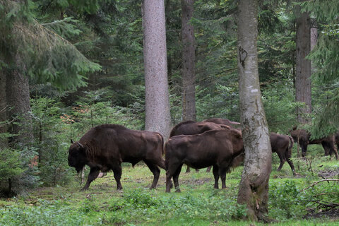 Gruppo di bisonti europei