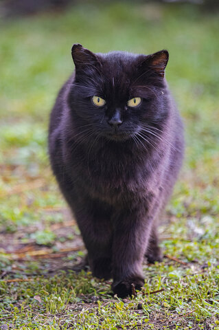 Il sono il  gatto che cammina da solo.