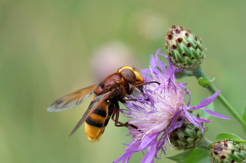 Volucella