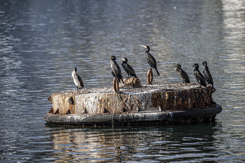 Cormorani