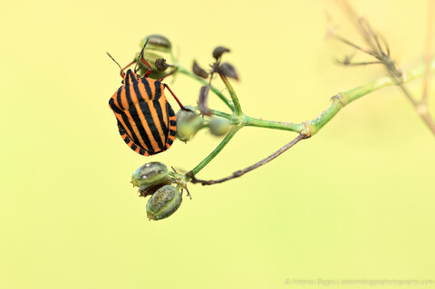 Maggiori informazioni su "2022.10.02 -Graphosoma lineatum"