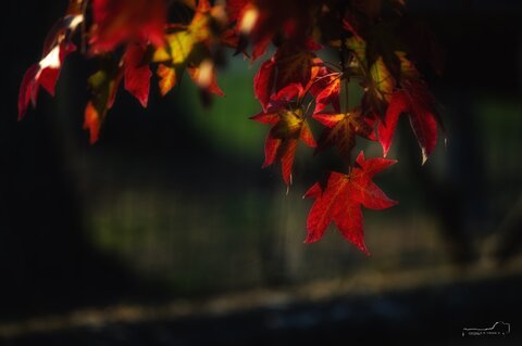 Rosso Autunno .jpg