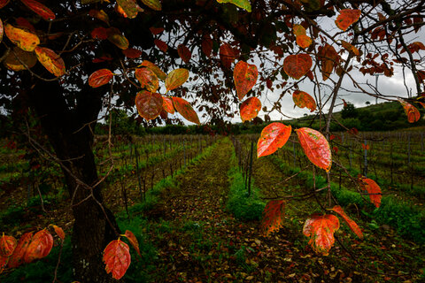 autunno per convenzione