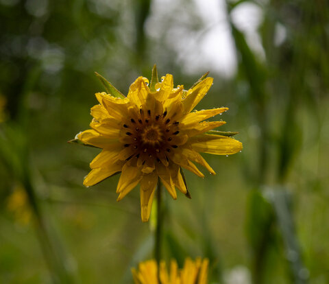 Fiore di Prato