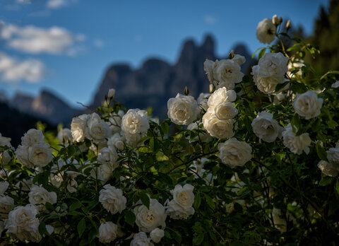 Rose di Giugno