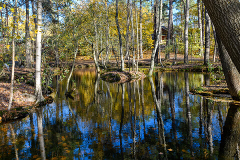 Swedish Autumn