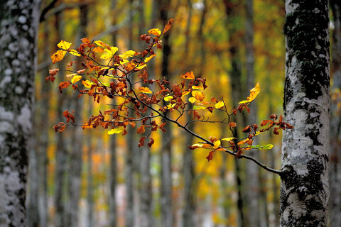 Ancora Foliage.....