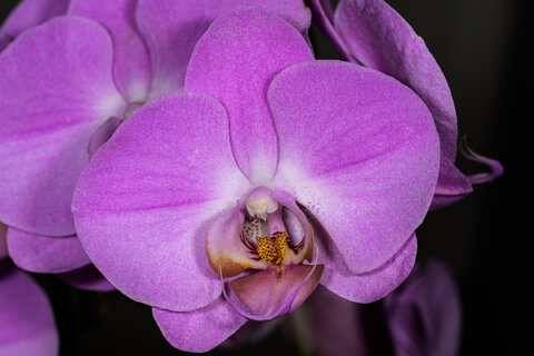 Orchidea