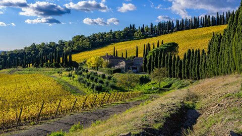 Autunno in vigna