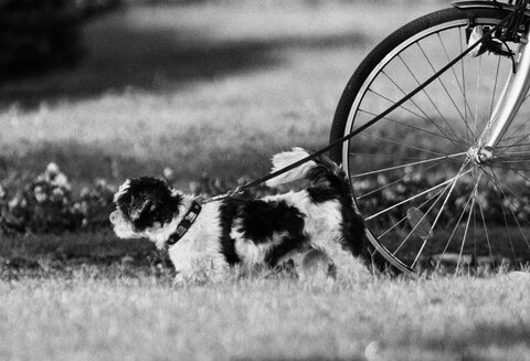 Io voglio correre !
