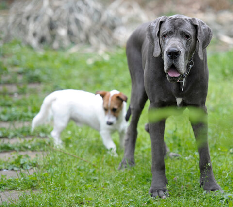 Fritz III e Blakey