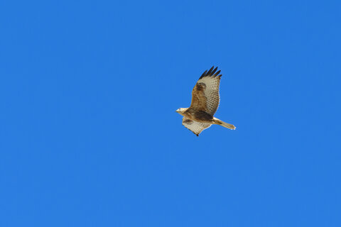 Rapace Cappadocia