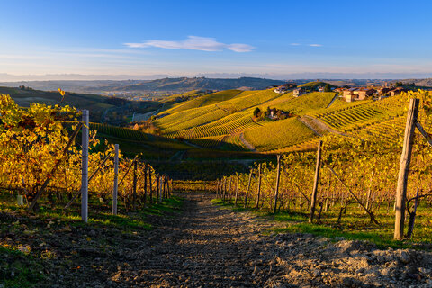 Vigneti sopra Alba (CN)