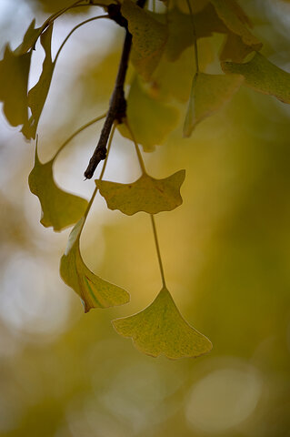 Ginkgo