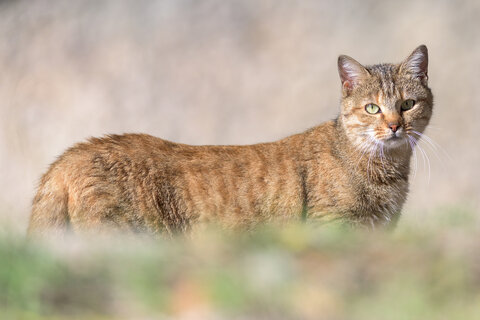 Gatto Comune