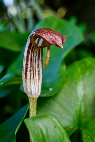 Mantello del frate (Arisarum vulgare)