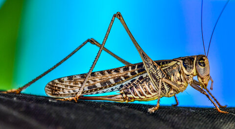 Cavalletta o locusta?