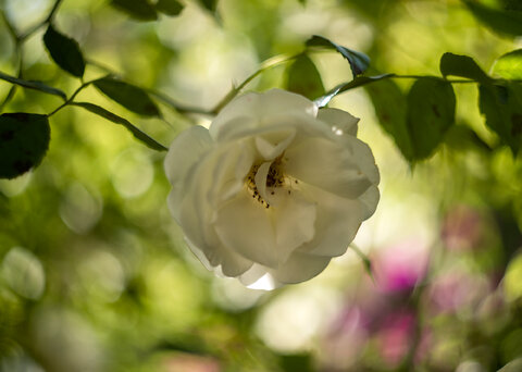 Rosa bianca di montagna