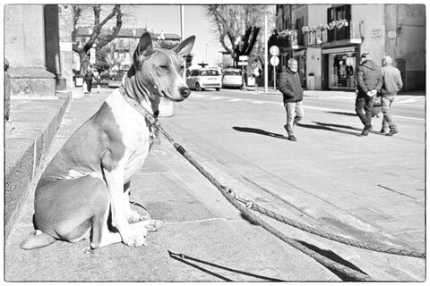 Basenji... Ambientato