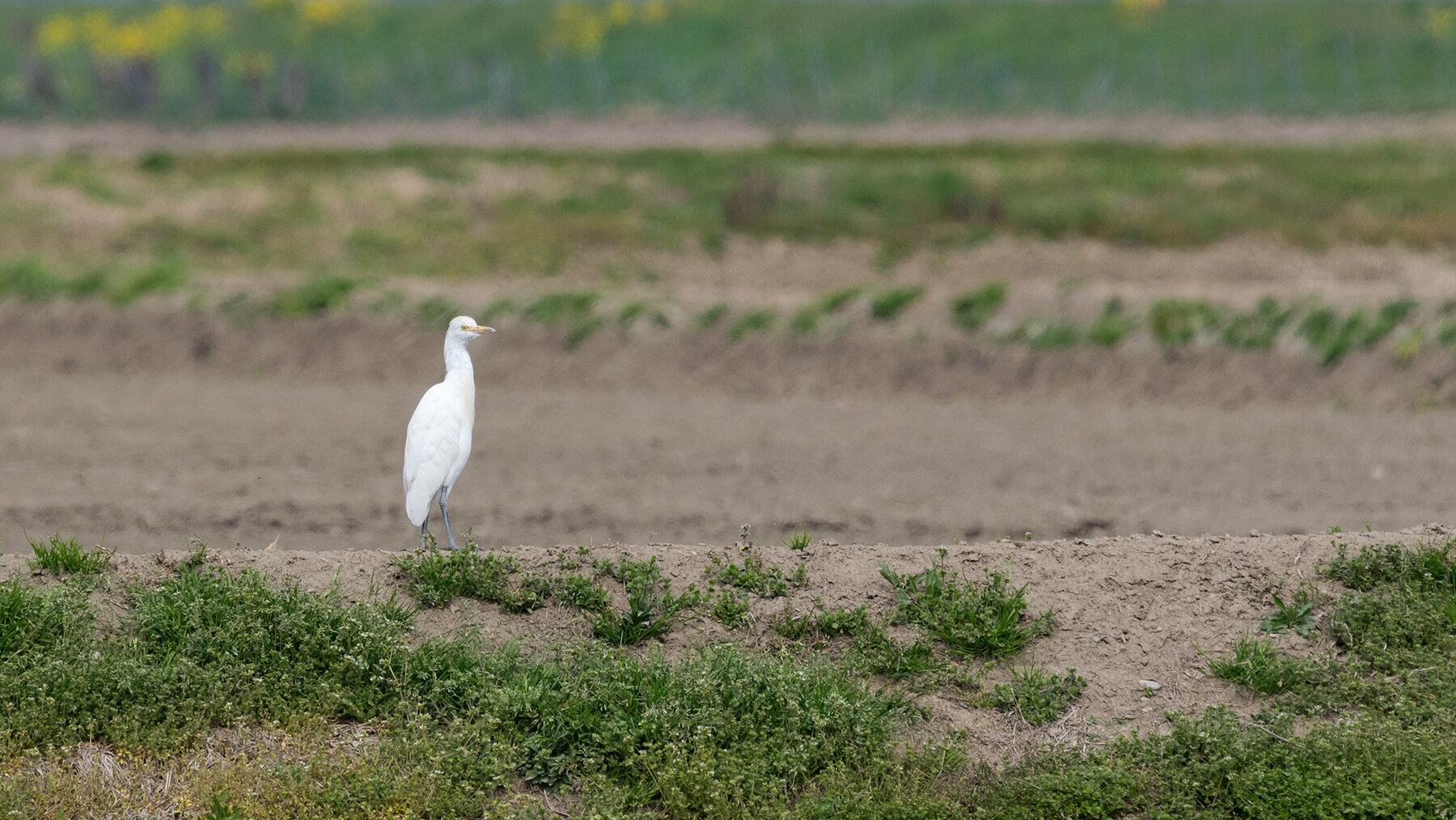 More information about "Fotografia vagante, attrezzatura ibrida, ambiente arido."