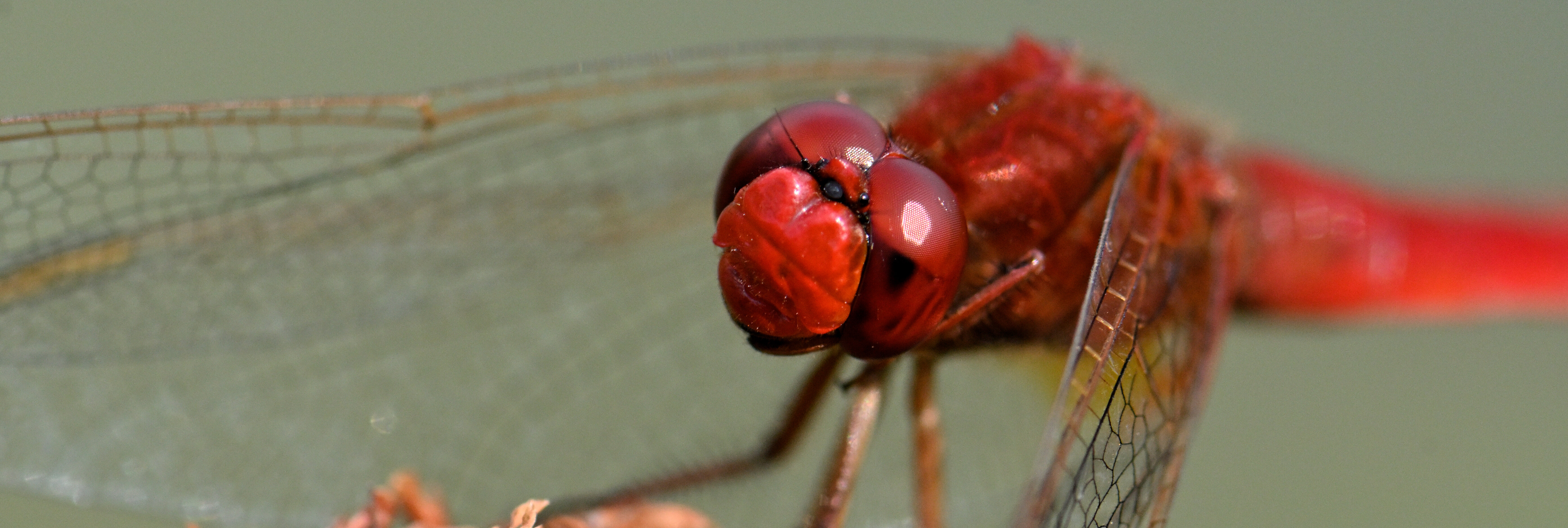 Maggiori informazioni su "Macro in natura: Meglio Fx o Dx?"