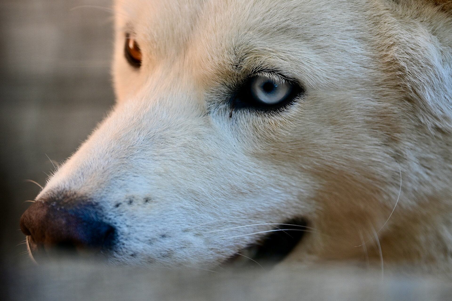 Animali domestici