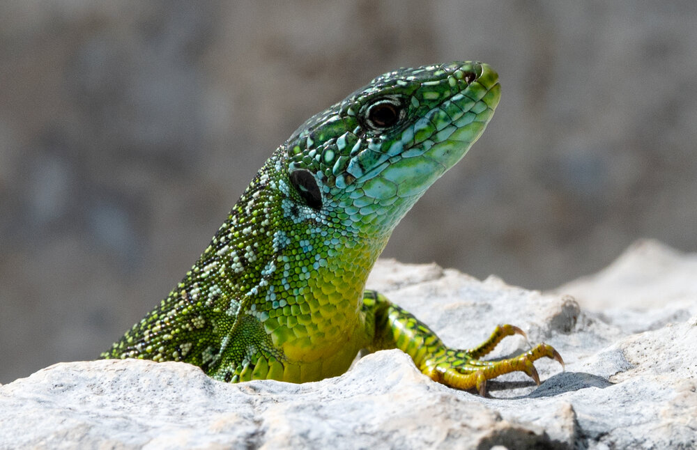 lizardcrop.thumb.jpg.5f0c9650eb620ce9d572b3e64a31448f.jpg