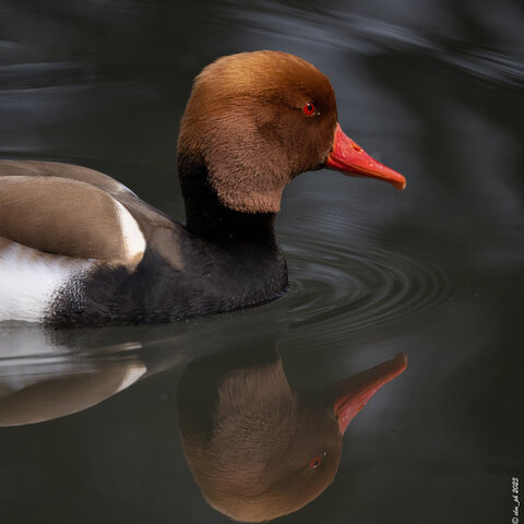 Fistione Turco_ (800mm z9)