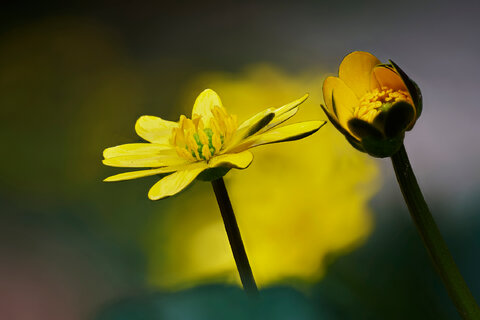 Maggiori informazioni su "Ranunculus ficaria III.jpg"