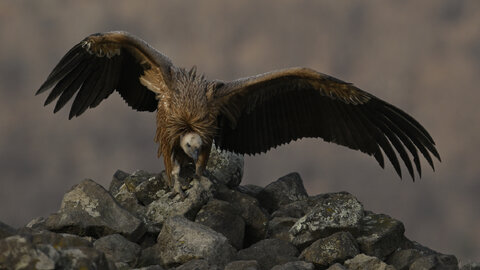 Avvoltoio grifone