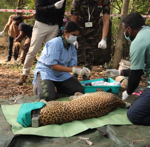 Kranti-becomes-the-third-leopard-to-be-fitted-with-a-radio-collar-in-SGNP.jpg.25b8cb20f2713323d8c356af7c407f1f.jpg