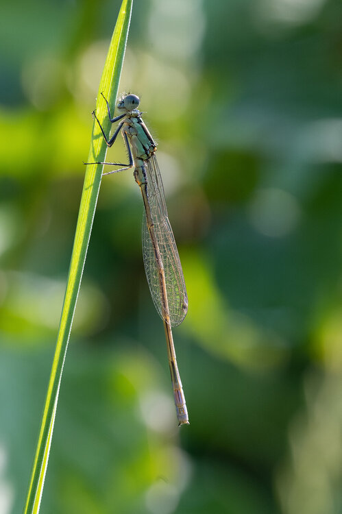 damselfly105lo.thumb.jpg.7cb1e436e2b594aa0227aed15b6c8644.jpg