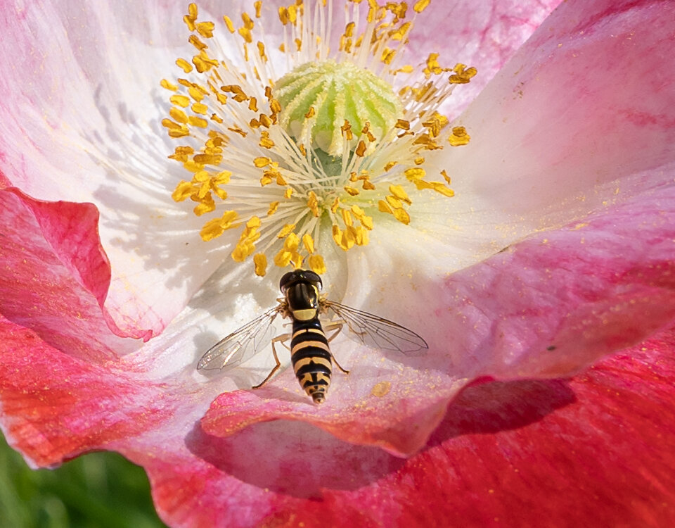 eristaliscrop.jpg.e06251e10c46c0894fdb470c9baa86c1.jpg