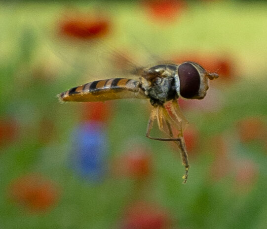 eristaliscrop2.jpg.e2615b1066c68138986dc40695a63f60.jpg