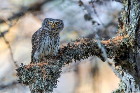Civetta Nana (Glaucidium passerinum)