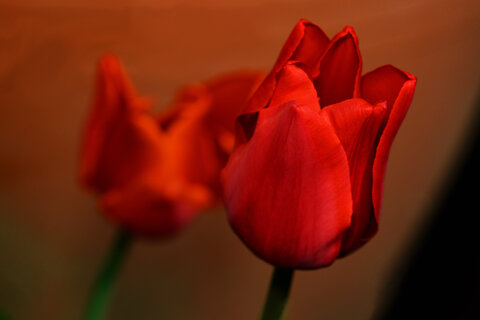 Maggiori informazioni su "Tulipani"