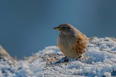 Sordone (Prunella Collaris)