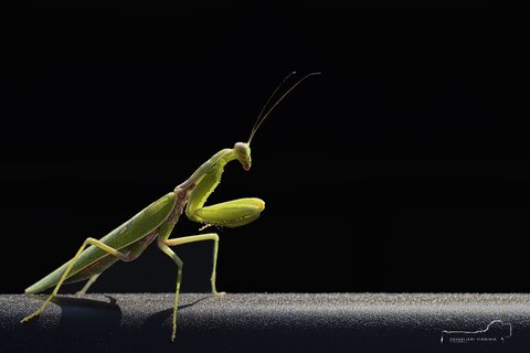 Macro