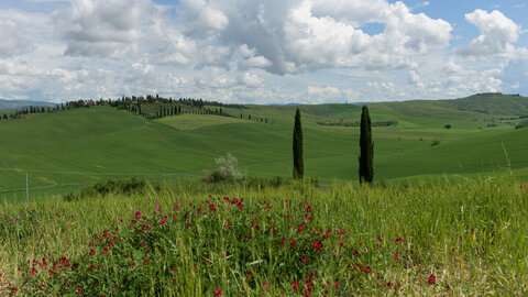 primavera senese 3/4