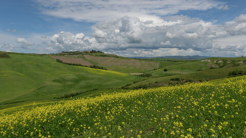 primavera senese 2/4